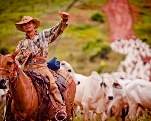 Pecuária de Mato Grosso lidera exportações brasileiras com 25,6% da carne bovina